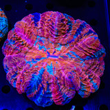 Ultra Rainbow Acanthophyllia Coral