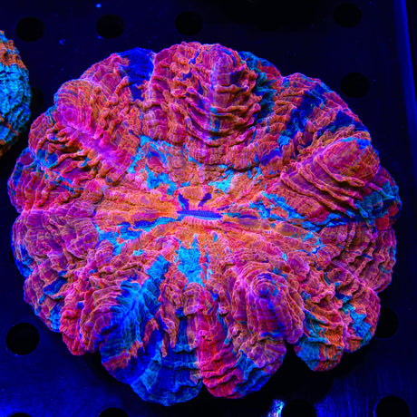 Ultra Rainbow Acanthophyllia Coral
