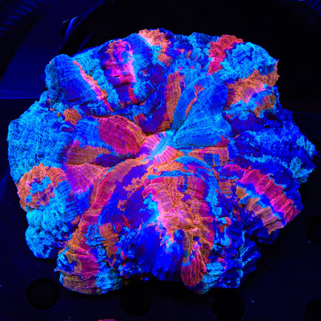 Ultra Rainbow Acanthophyllia Coral