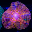 Ultra Rainbow Acanthophyllia Coral
