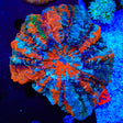 Ultra Rainbow Acanthophyllia Coral