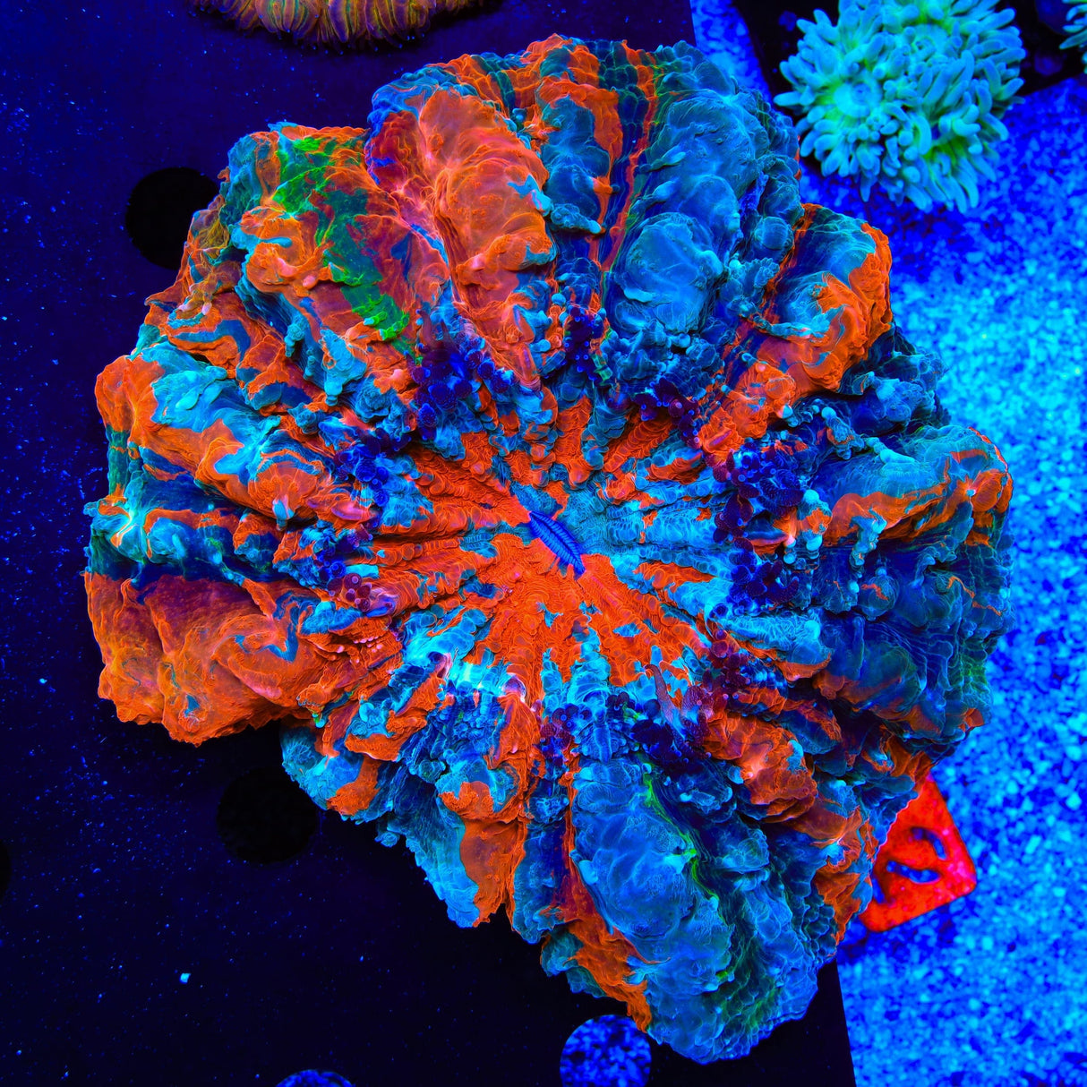 Ultra Rainbow Acanthophyllia Coral