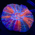 Ultra Rainbow Acanthophyllia Coral