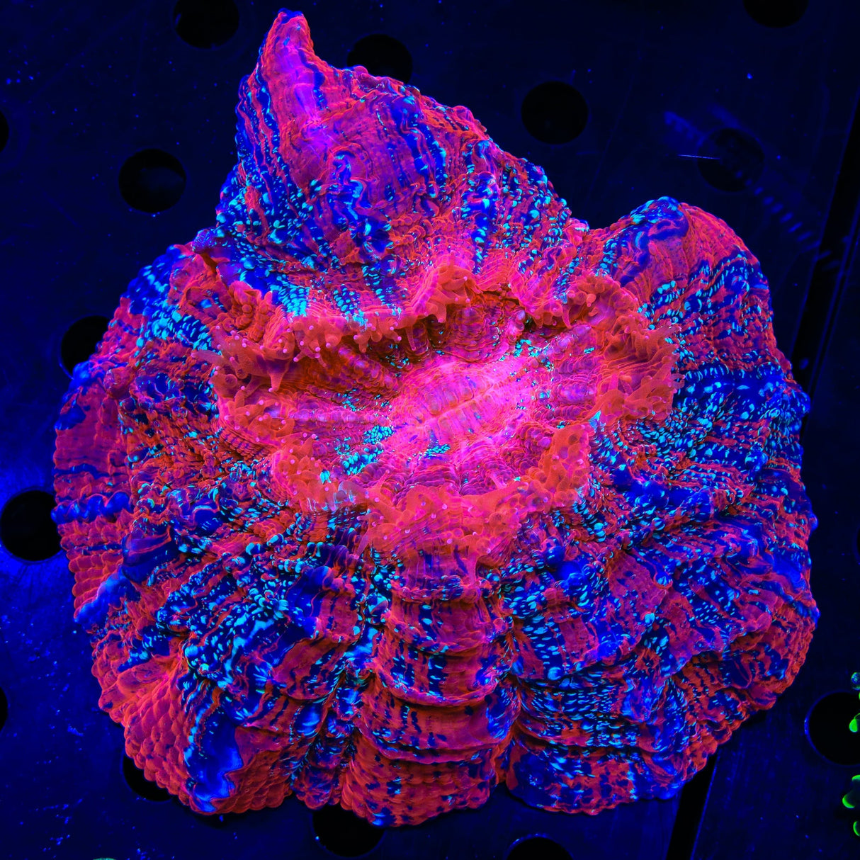 Ultra Rainbow Acanthophyllia Coral