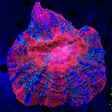 Ultra Rainbow Acanthophyllia Coral