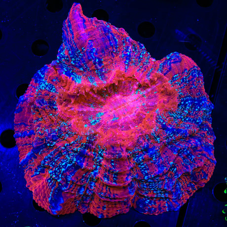 Ultra Rainbow Acanthophyllia Coral