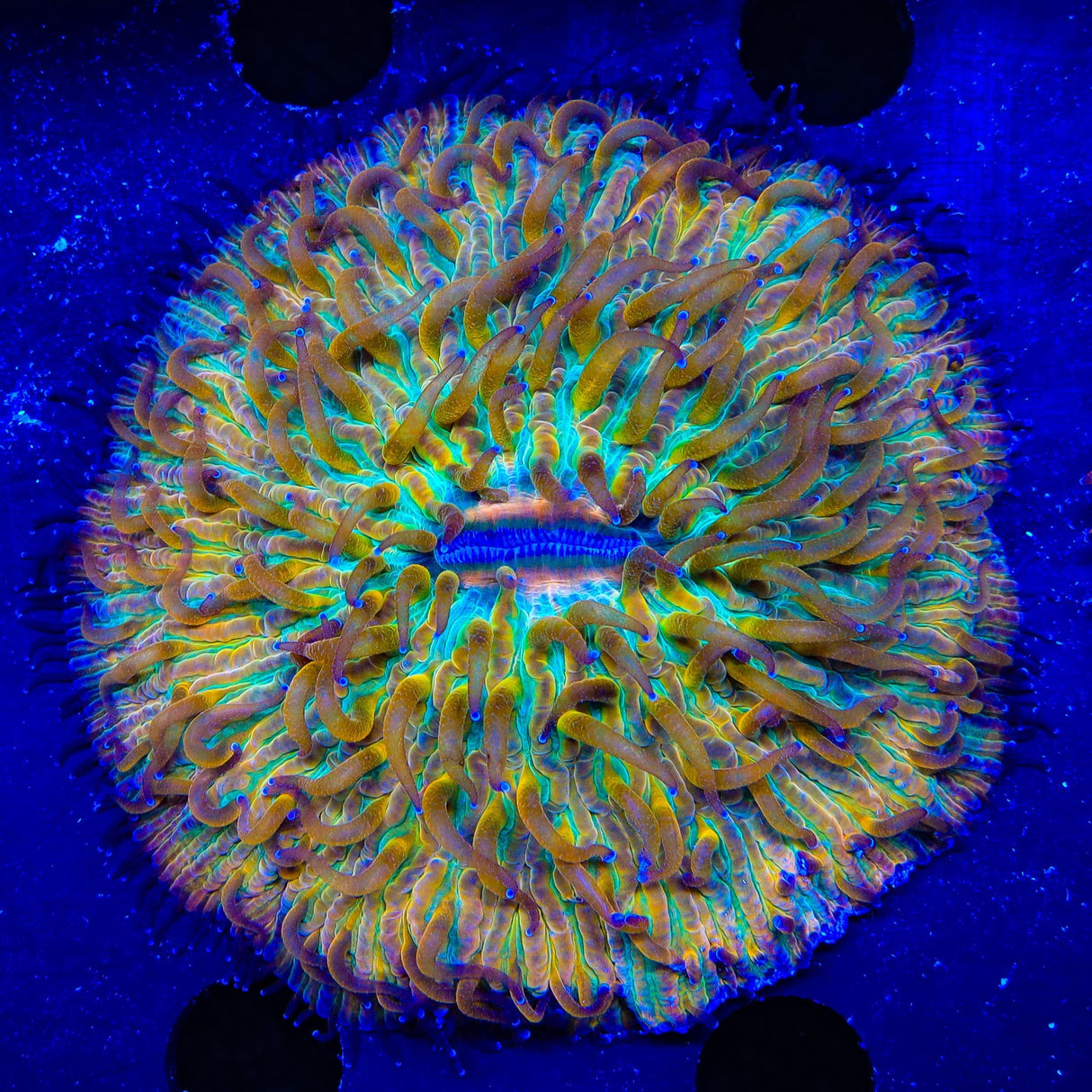 Ultra Rainbow Plate Coral
