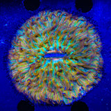 Ultra Rainbow Plate Coral