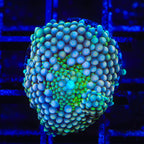 Ultra Rainbow Ricordea Coral