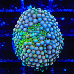 Ultra Rainbow Ricordea Coral