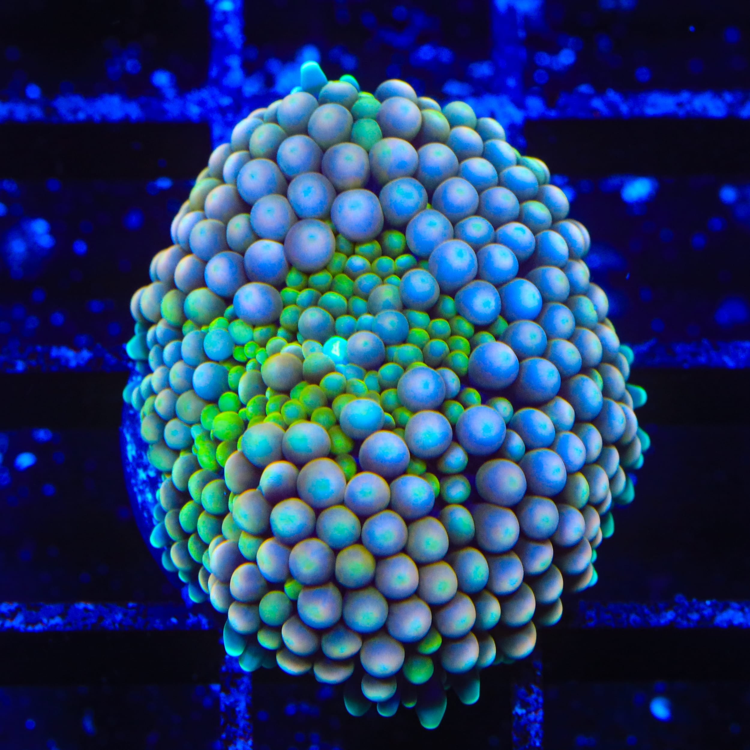 Ultra Rainbow Ricordea Coral