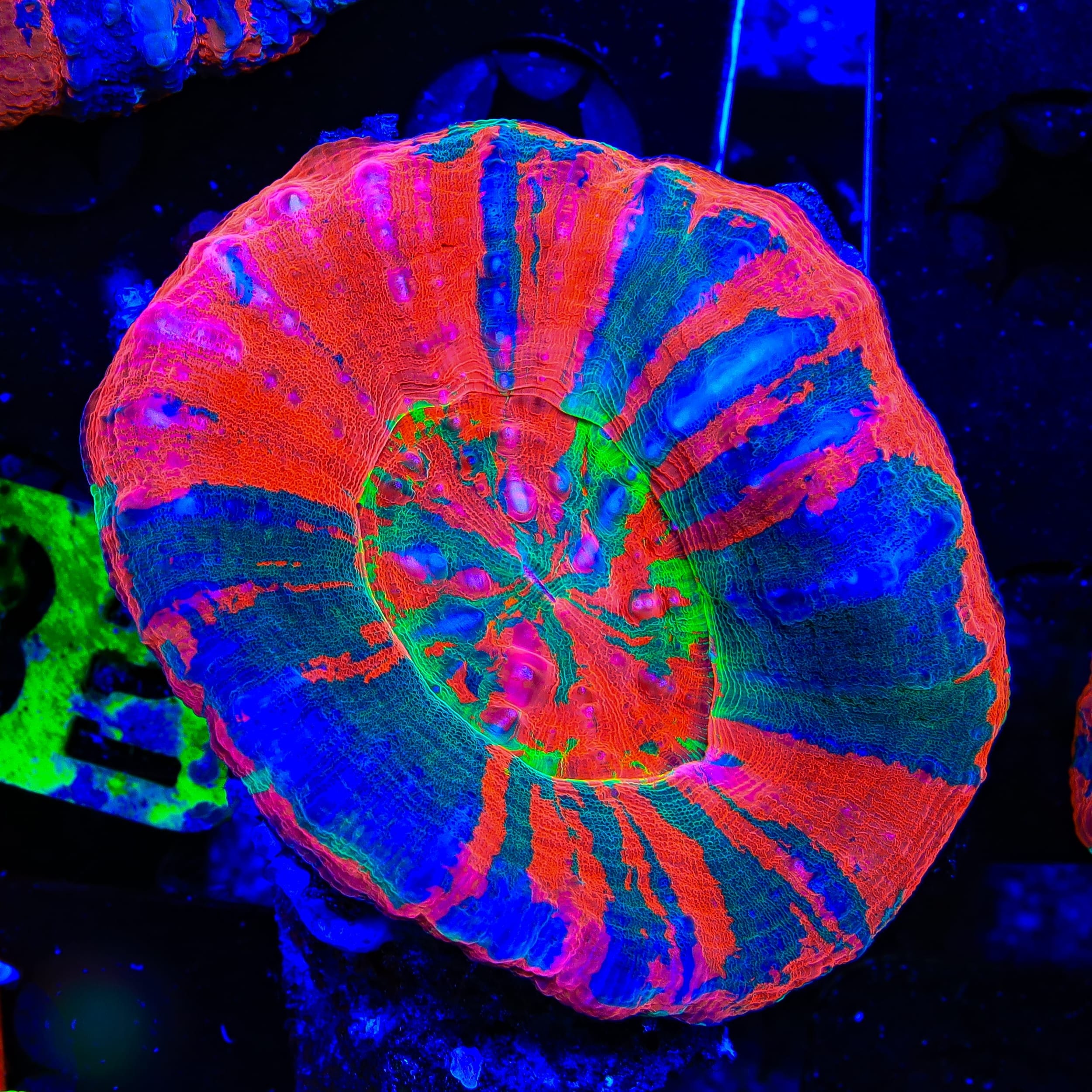 Ultra Rainbow Scolymia Coral