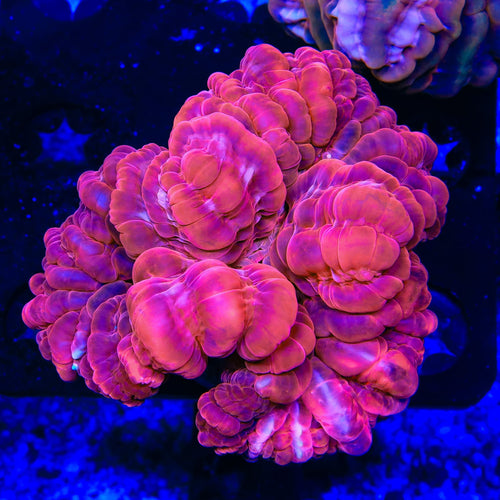 Ultra Red Cynarina Coral