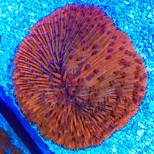 Ultra Red Plate Coral