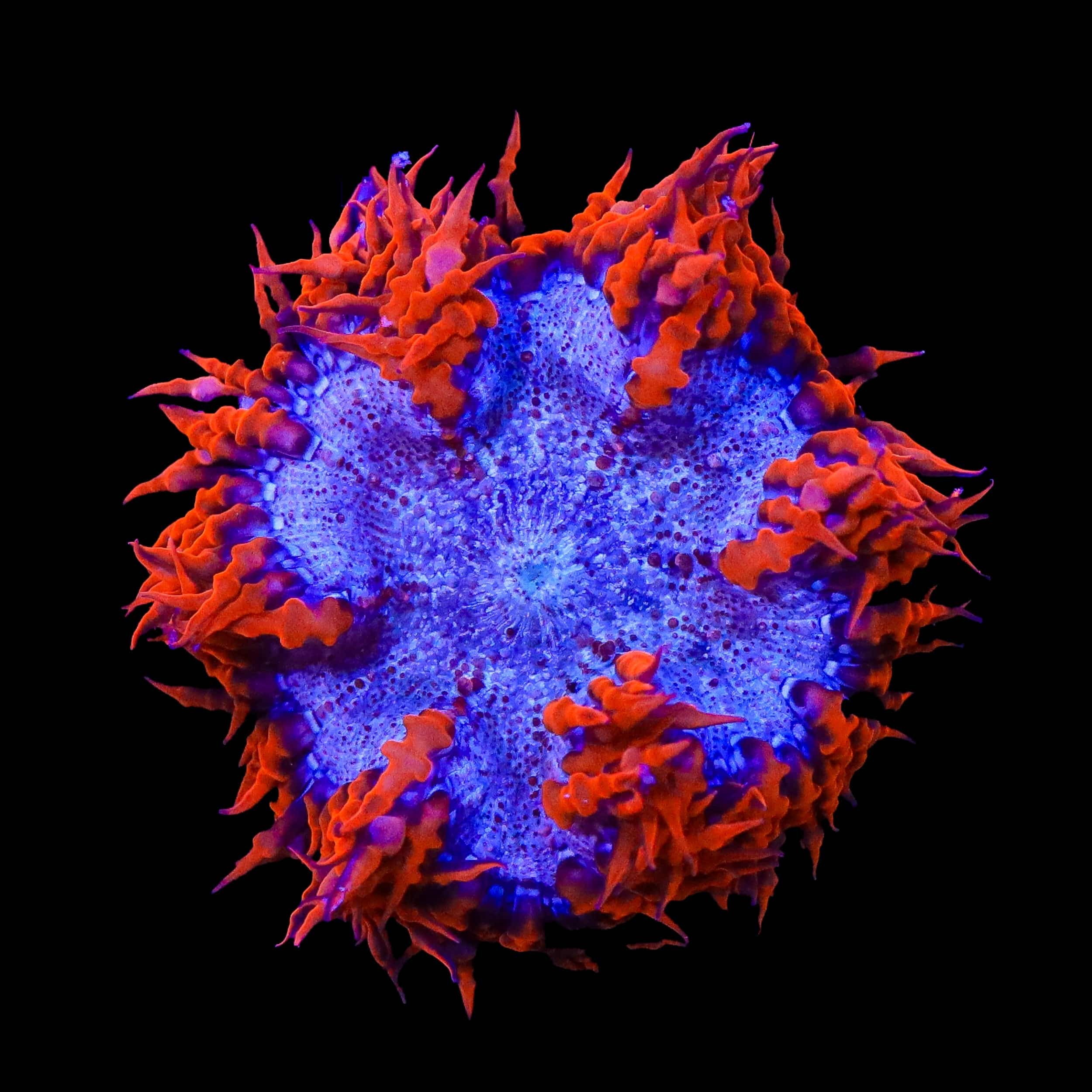 Ultra Red Skirt Rock Flower Anemone