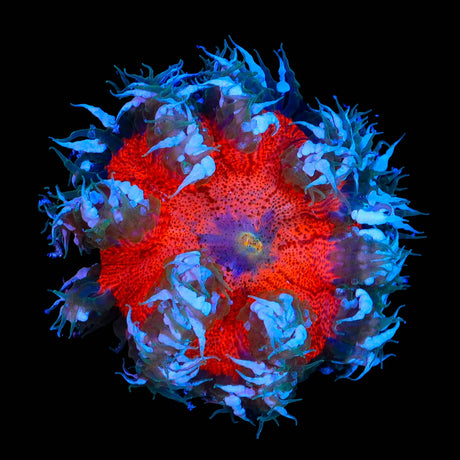 Ultra Rock Flower Anemone