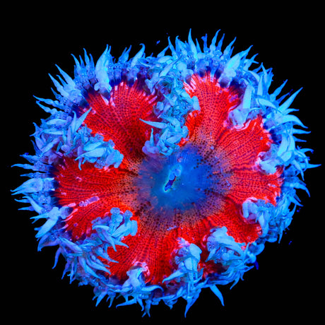 Ultra Rock Flower Anemone