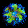 Ultra Rock Flower Anemone