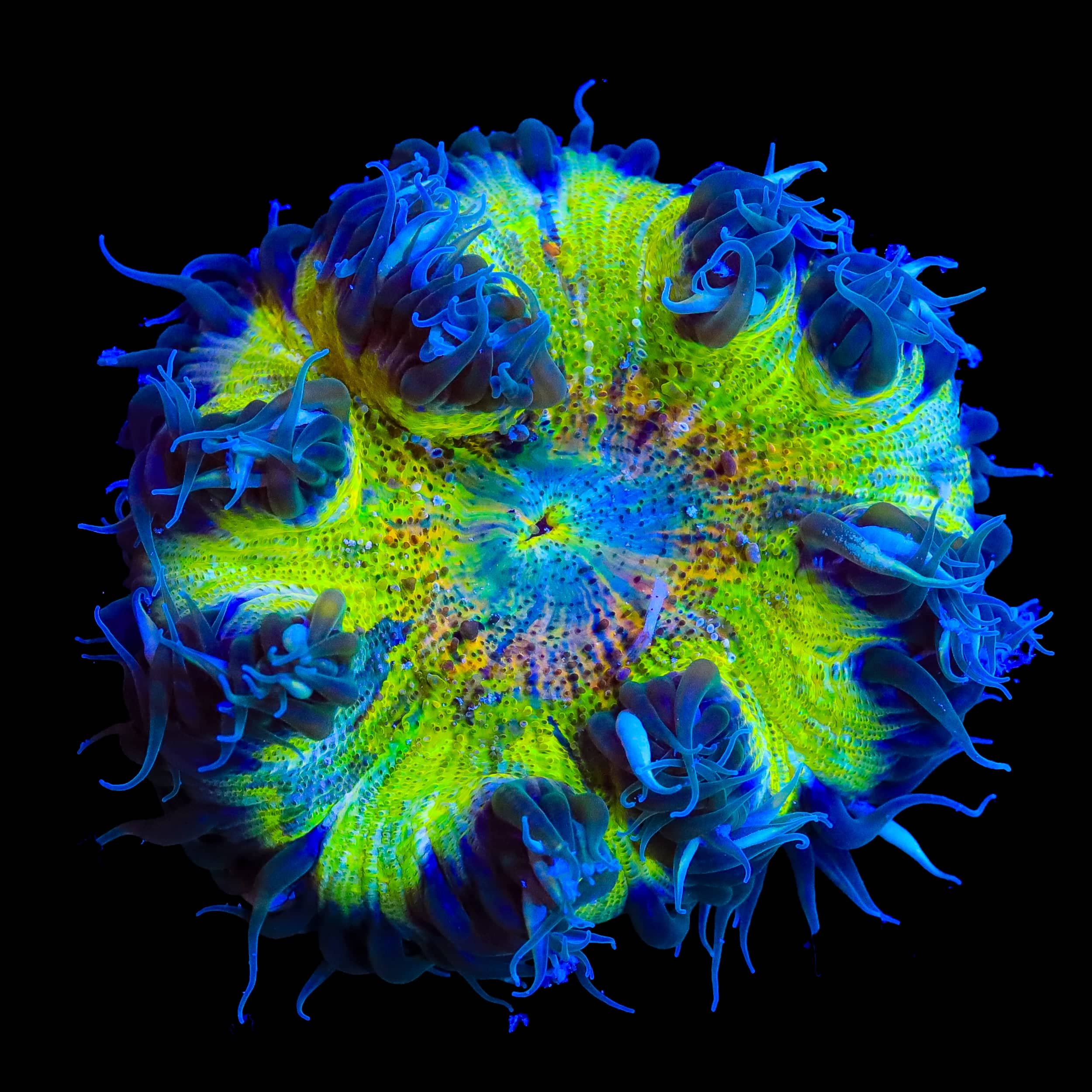 Ultra Rock Flower Anemone