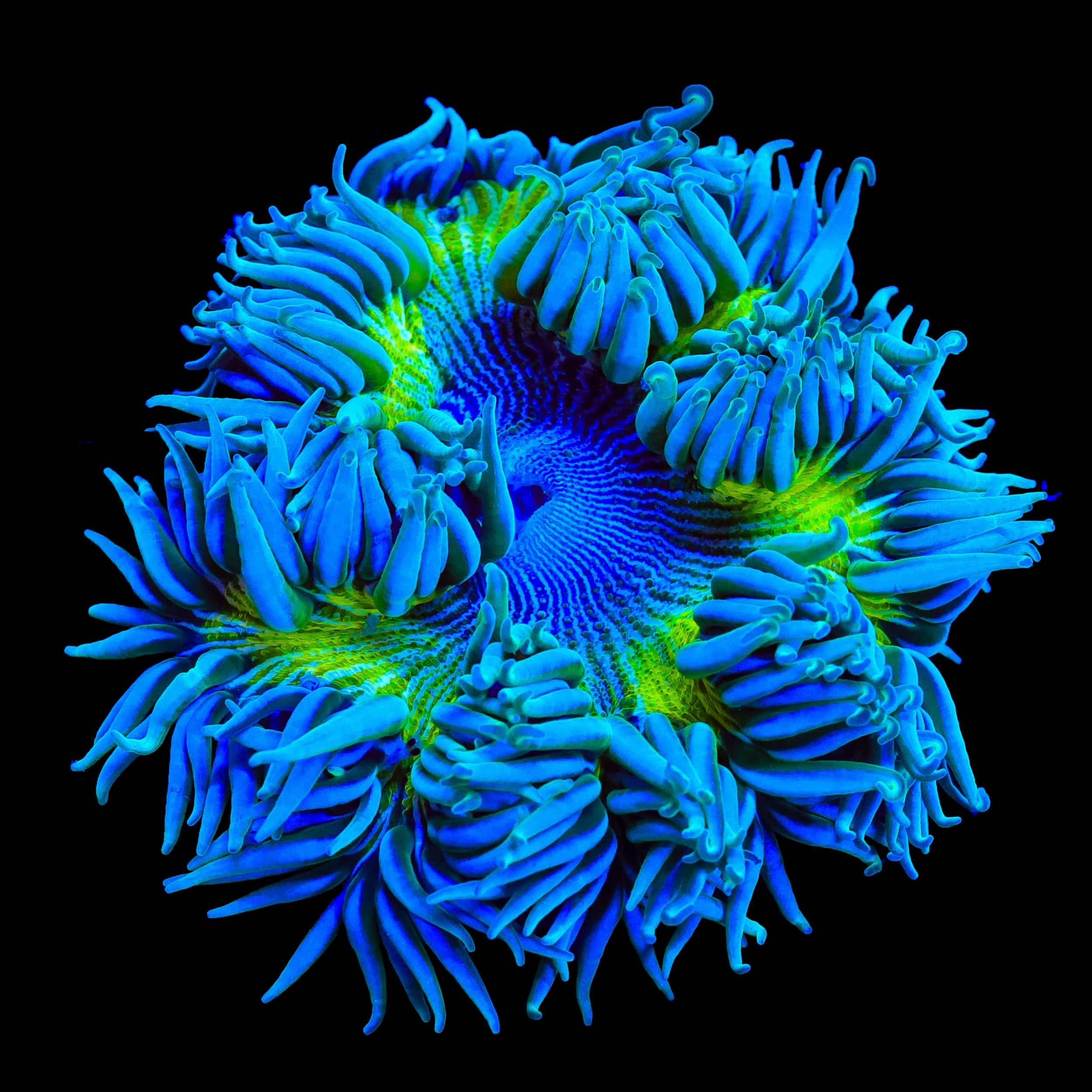 Ultra Rock Flower Anemone
