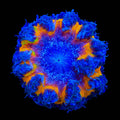 Ultra Rock Flower Anemone