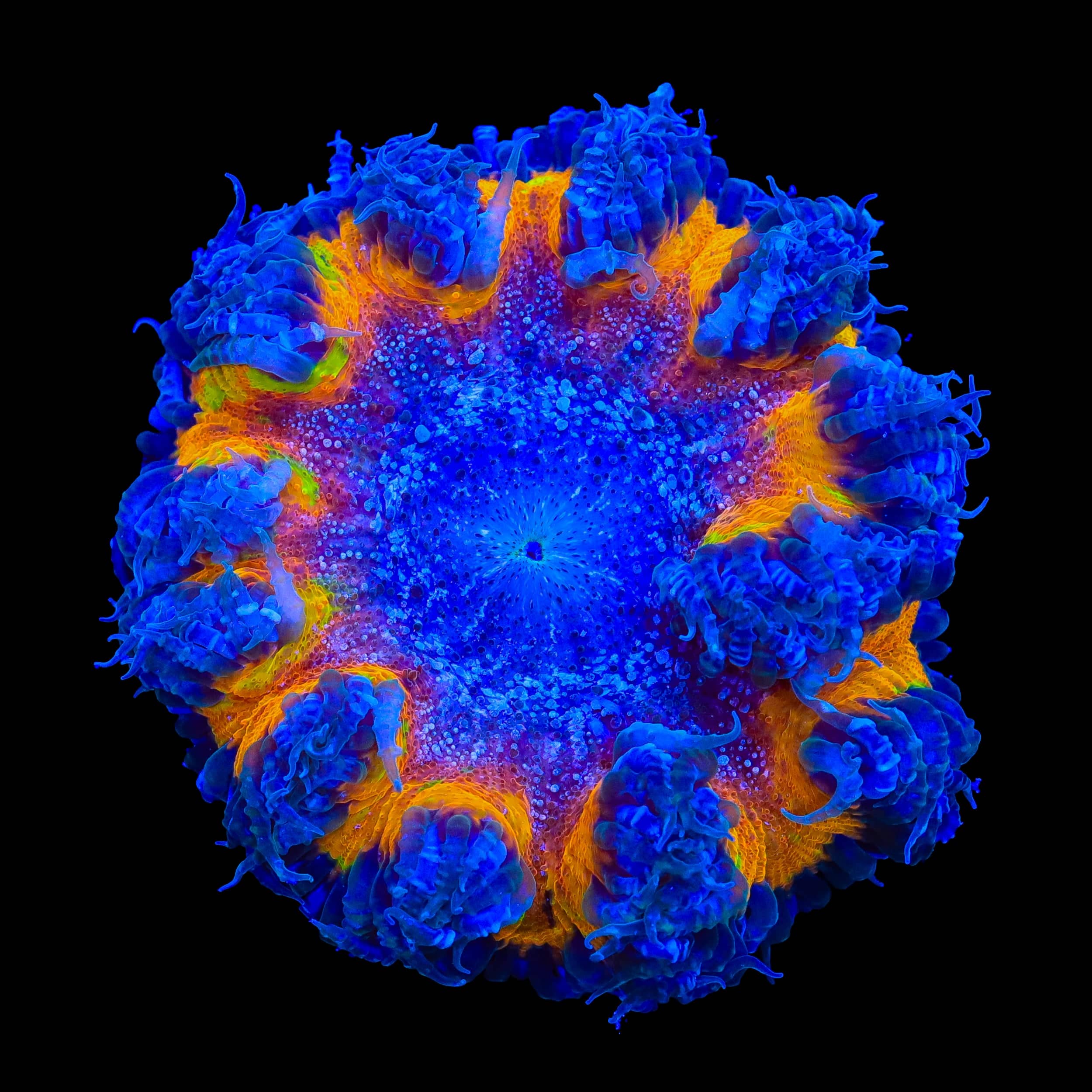 Ultra Rock Flower Anemone