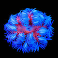 Ultra Rock Flower Anemone