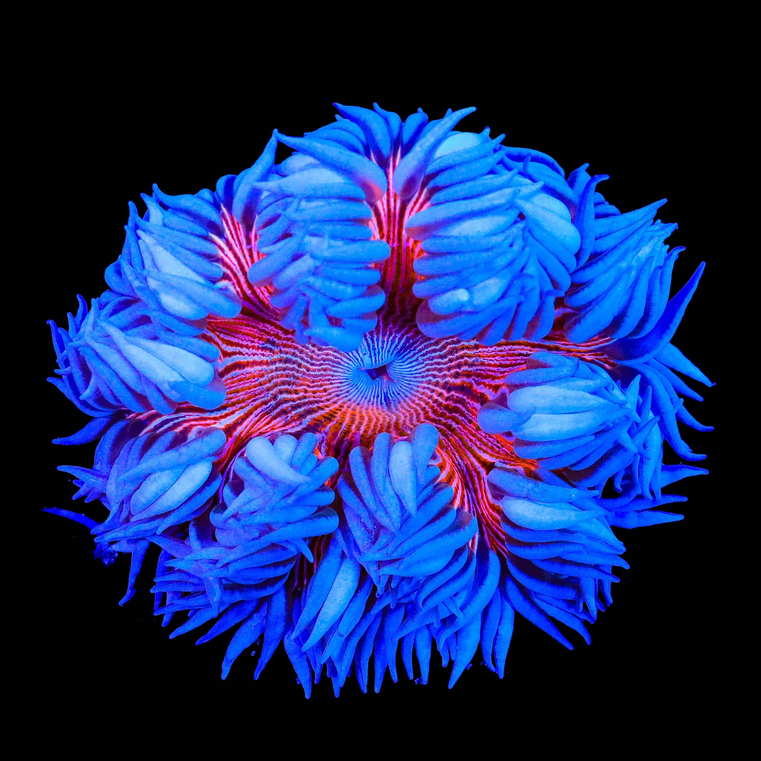 Ultra Rock Flower Anemone