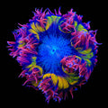 Ultra Rock Flower Anemone