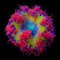 Ultra Rock Flower Anemone