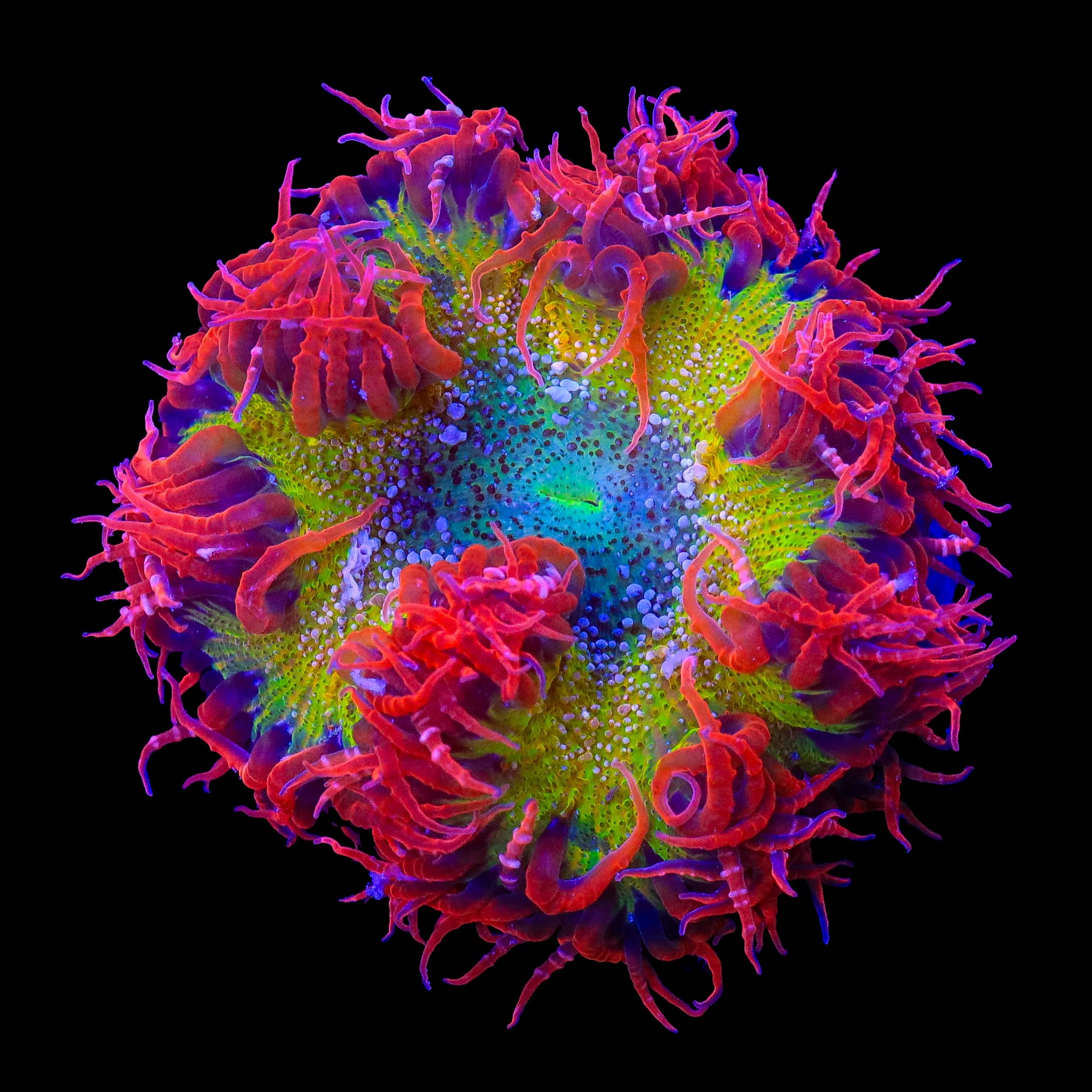 Ultra Rock Flower Anemone
