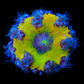 Ultra Rock Flower Anemone