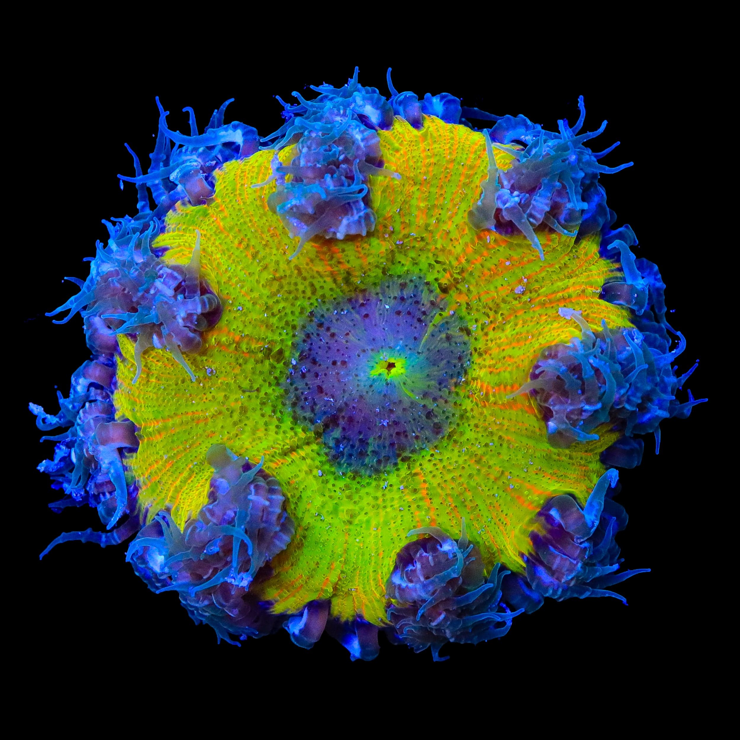 Ultra Rock Flower Anemone