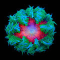 Ultra Rock Flower Anemone