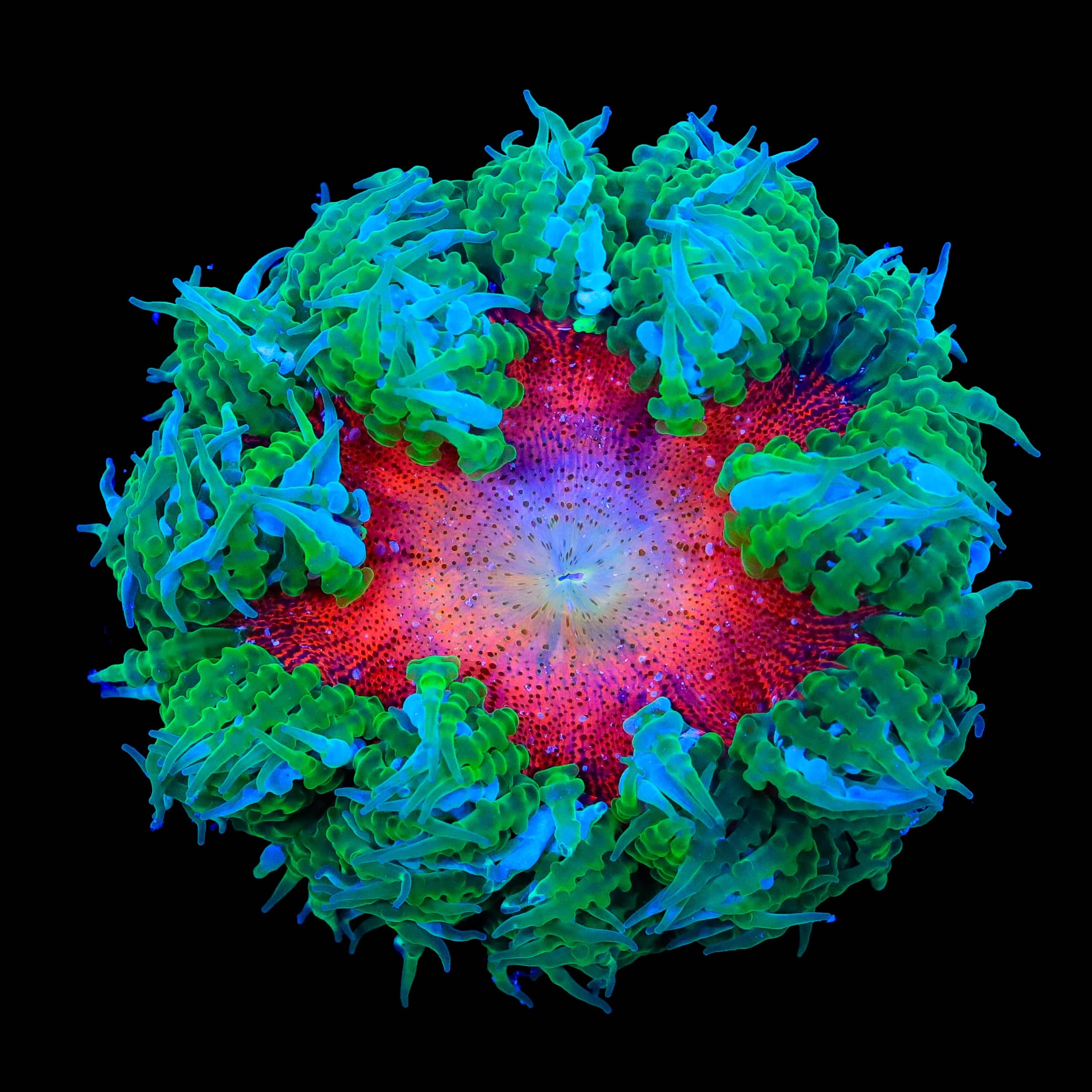 Ultra Rock Flower Anemone
