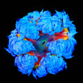 Ultra Rock Flower Anemone