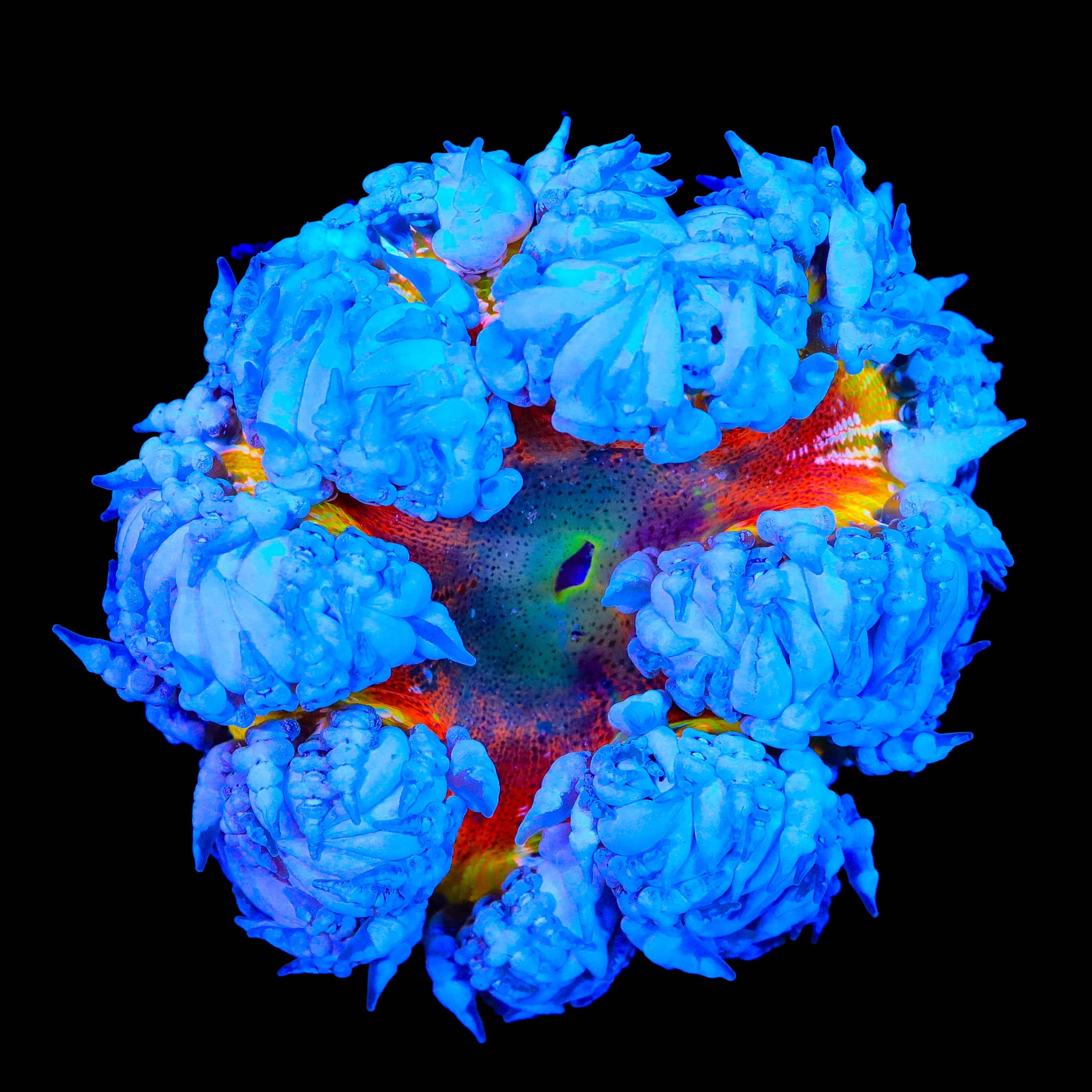Ultra Rock Flower Anemone
