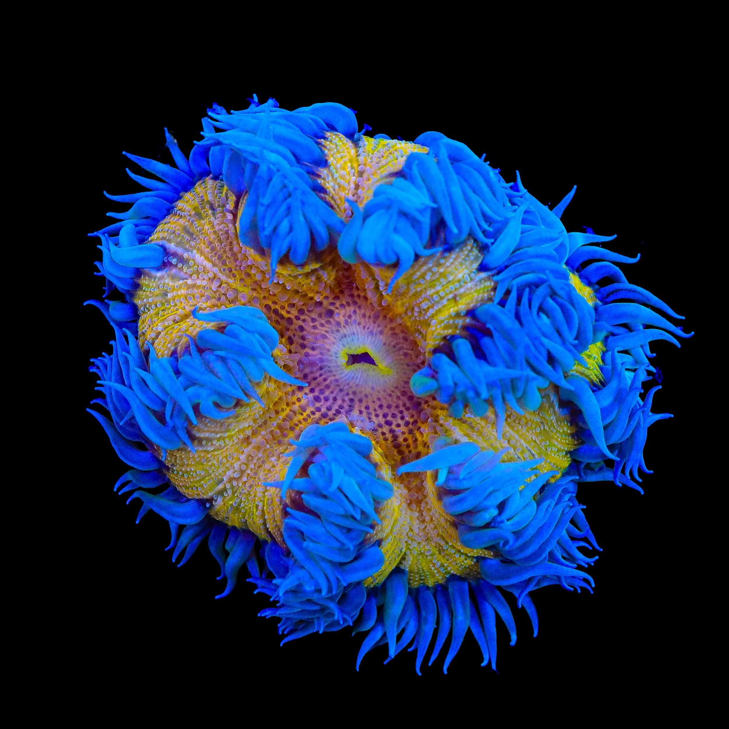 Ultra Rock Flower Anemone
