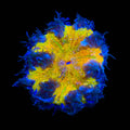 Ultra Rock Flower Anemone