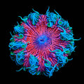 Ultra Rock Flower Anemone
