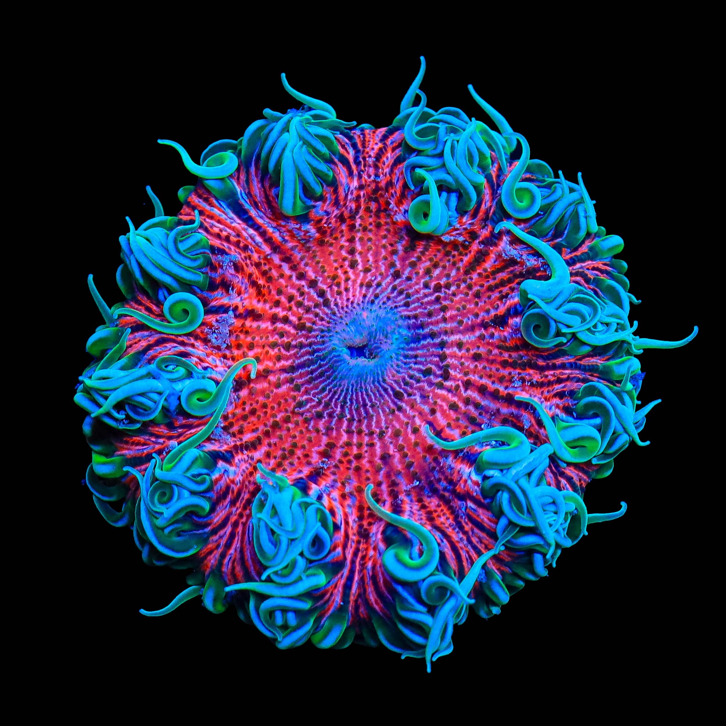 Ultra Rock Flower Anemone