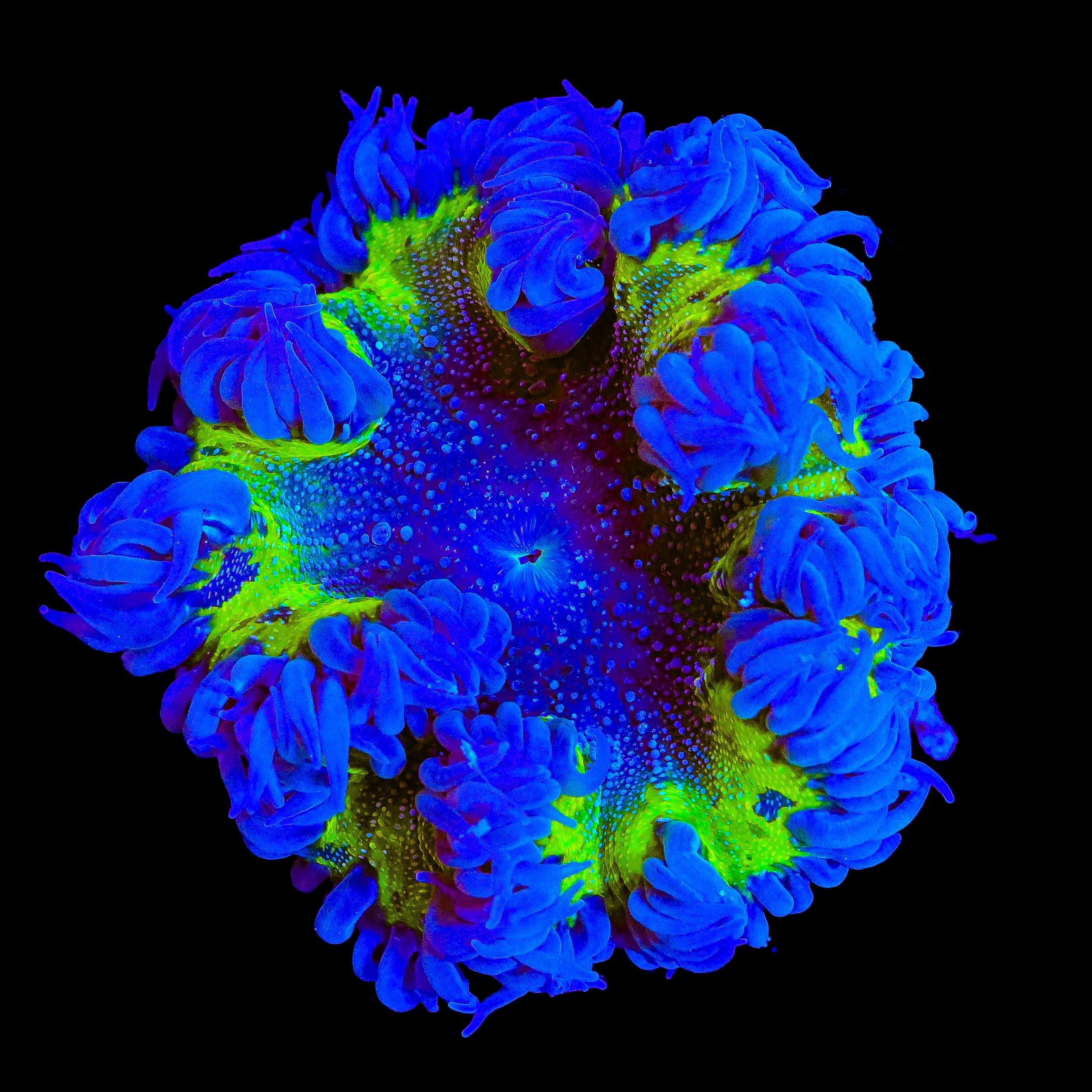 Ultra Rock Flower Anemone