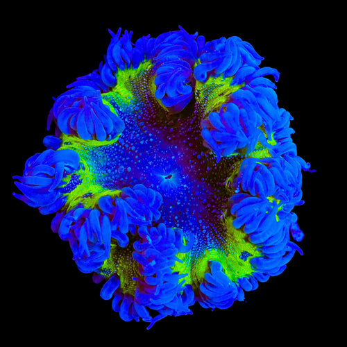 Ultra Rock Flower Anemone