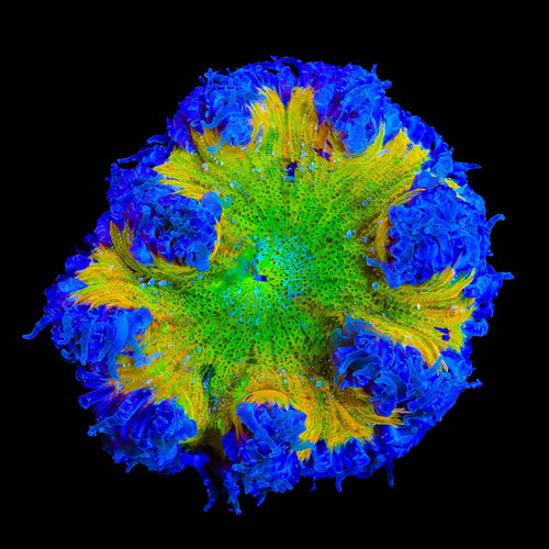 Ultra Rock Flower Anemone