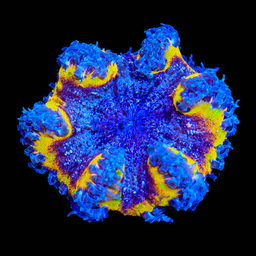 Ultra Rock Flower Anemone