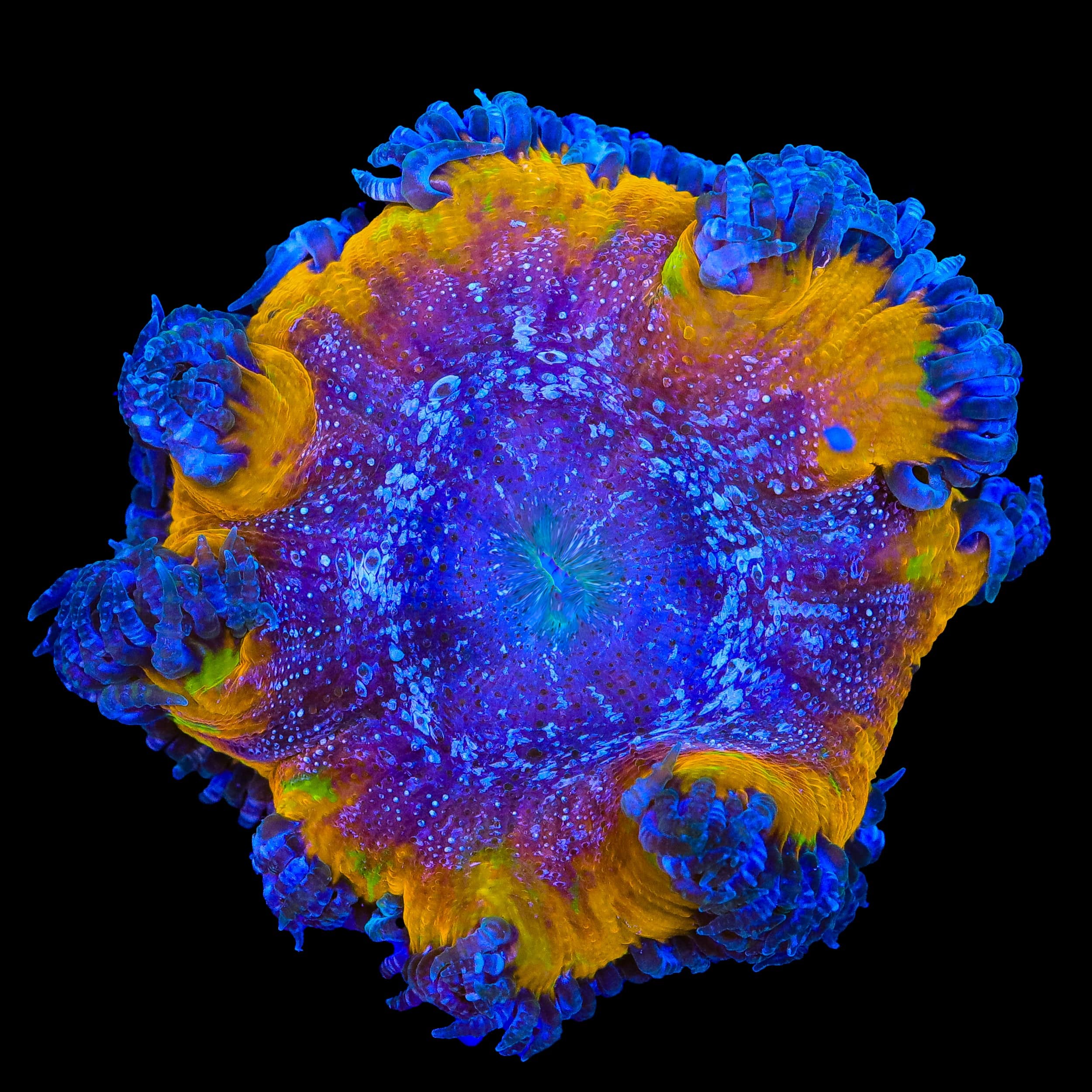 Ultra Rock Flower Anemone