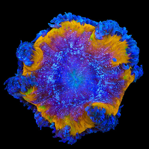 Ultra Rock Flower Anemone