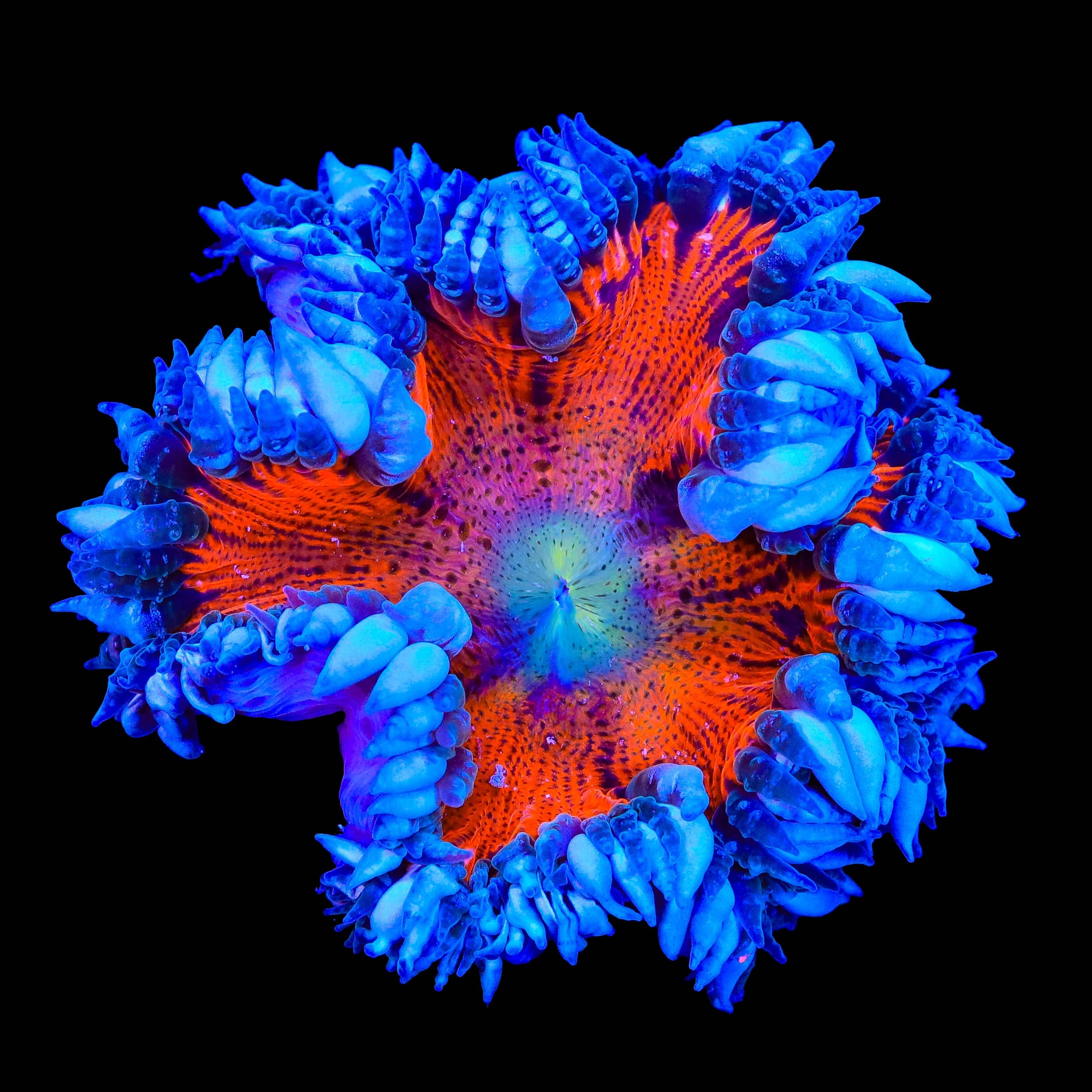 Ultra Rock Flower Anemone