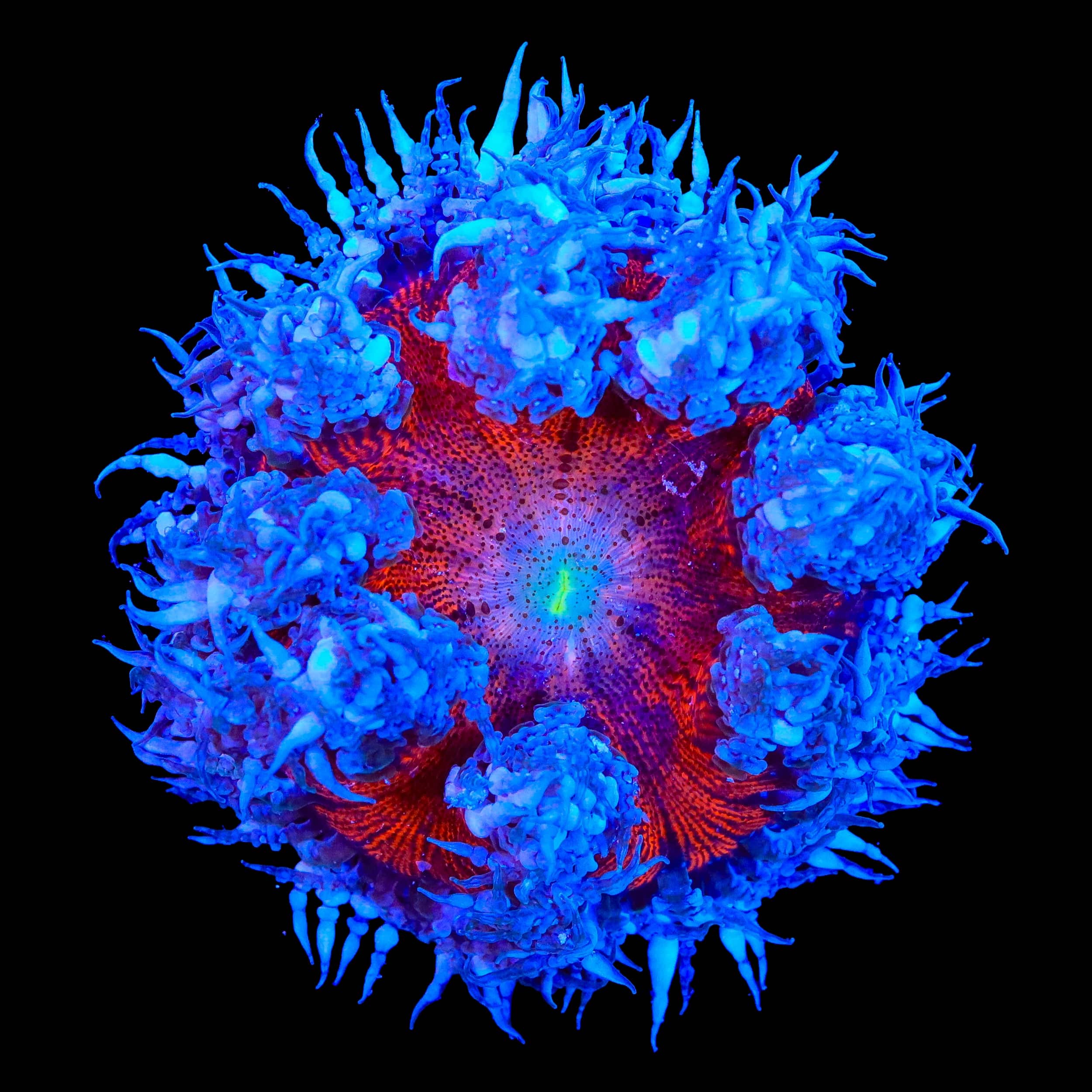 Ultra Rock Flower Anemone