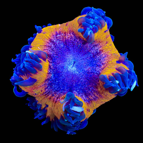 Ultra Rock Flower Anemone
